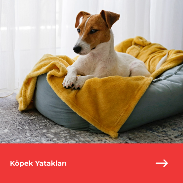 Köpek Yatakları