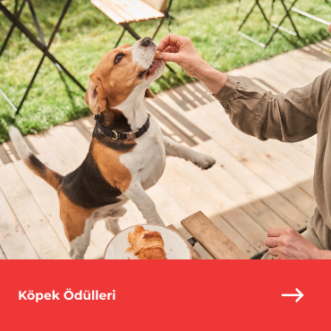 Köpek Ödül Mamaları